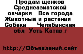 Продам щенков Среднеазиатской овчарки - Все города Животные и растения » Собаки   . Челябинская обл.,Усть-Катав г.